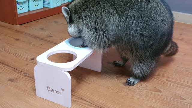 Raccoon spills water from his table and plays around.