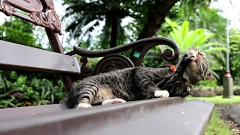 Cat lying on a square bench licking fluffy😍🤗😺😸🐈