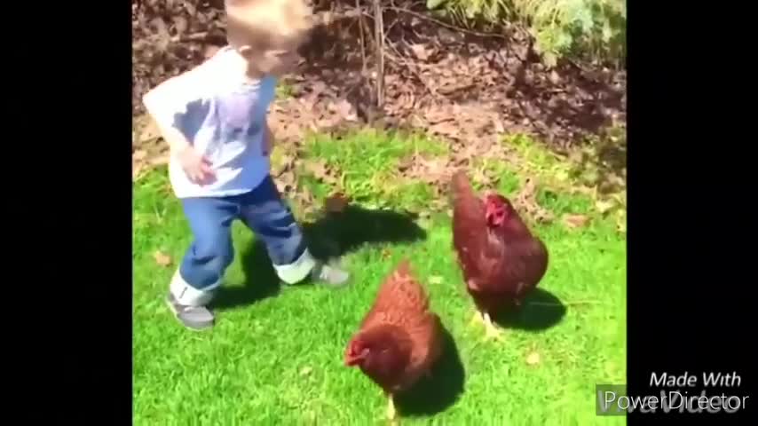 Funny chickens and roosters Chasing kids and adults 2021