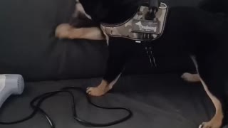 Black Siba Inu Dog's Bullying the sofa