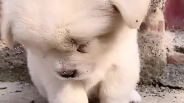 Cutest baby dog, Satisying 😹 Funny Animals videos #shorts (1) 2022.