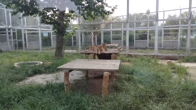 The little lions also like to play table tennis