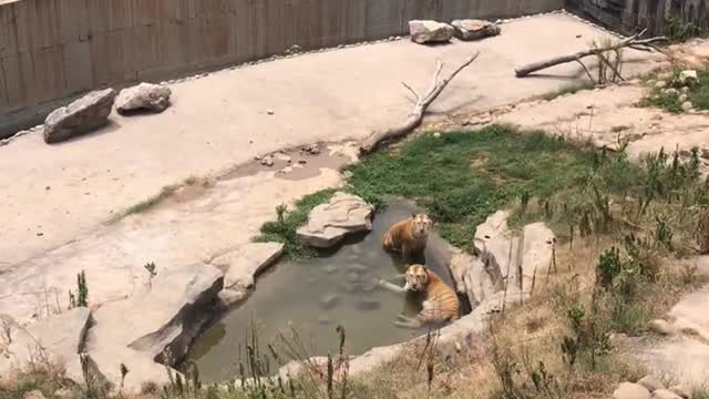 The tiger