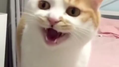 funny cat laughing hahaha