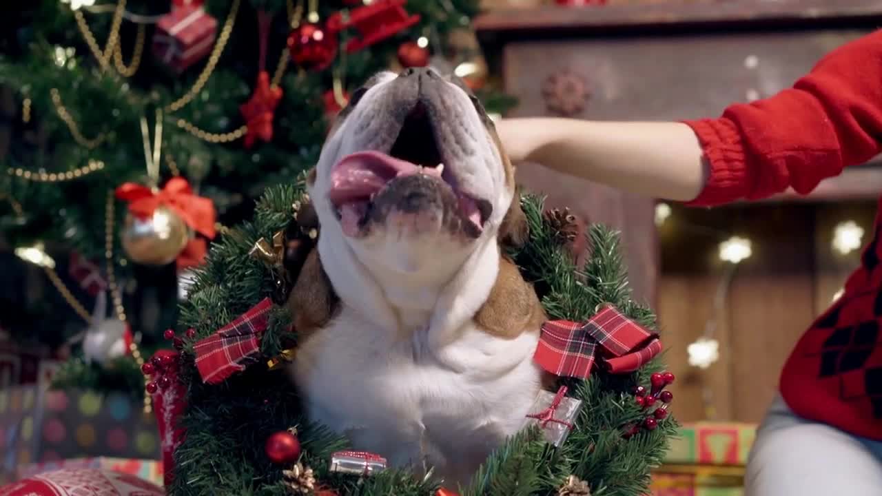 charming asian girl loves and caresses a cute funny dog under the Christmas tree