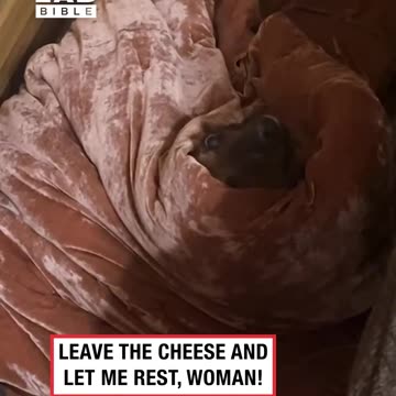Dog bribed out of bed with the promise of cheese 😂