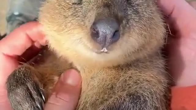 Feeling Sleepy Quokka