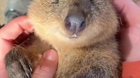 Feeling Sleepy Quokka