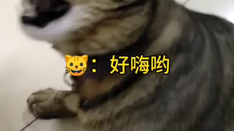 Talking Cat, Cat is trying to talk by following the song haha