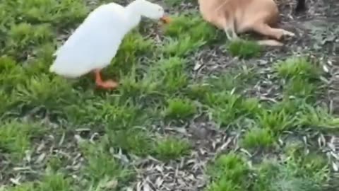 Funny animal moments!!!