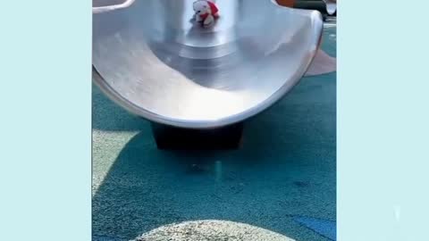 funny dogs