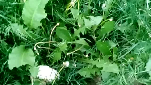What is this? Comment please??