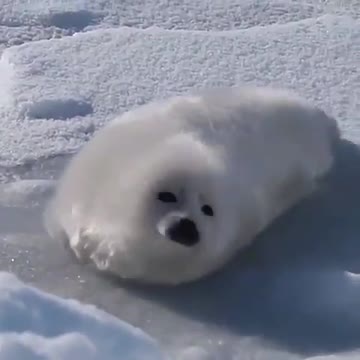 Baby seal tries to roll over