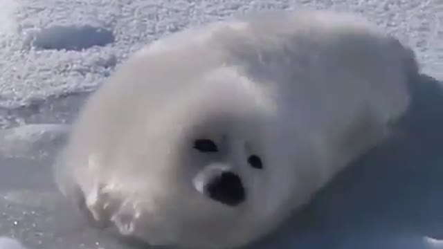 Baby seal tries to roll over