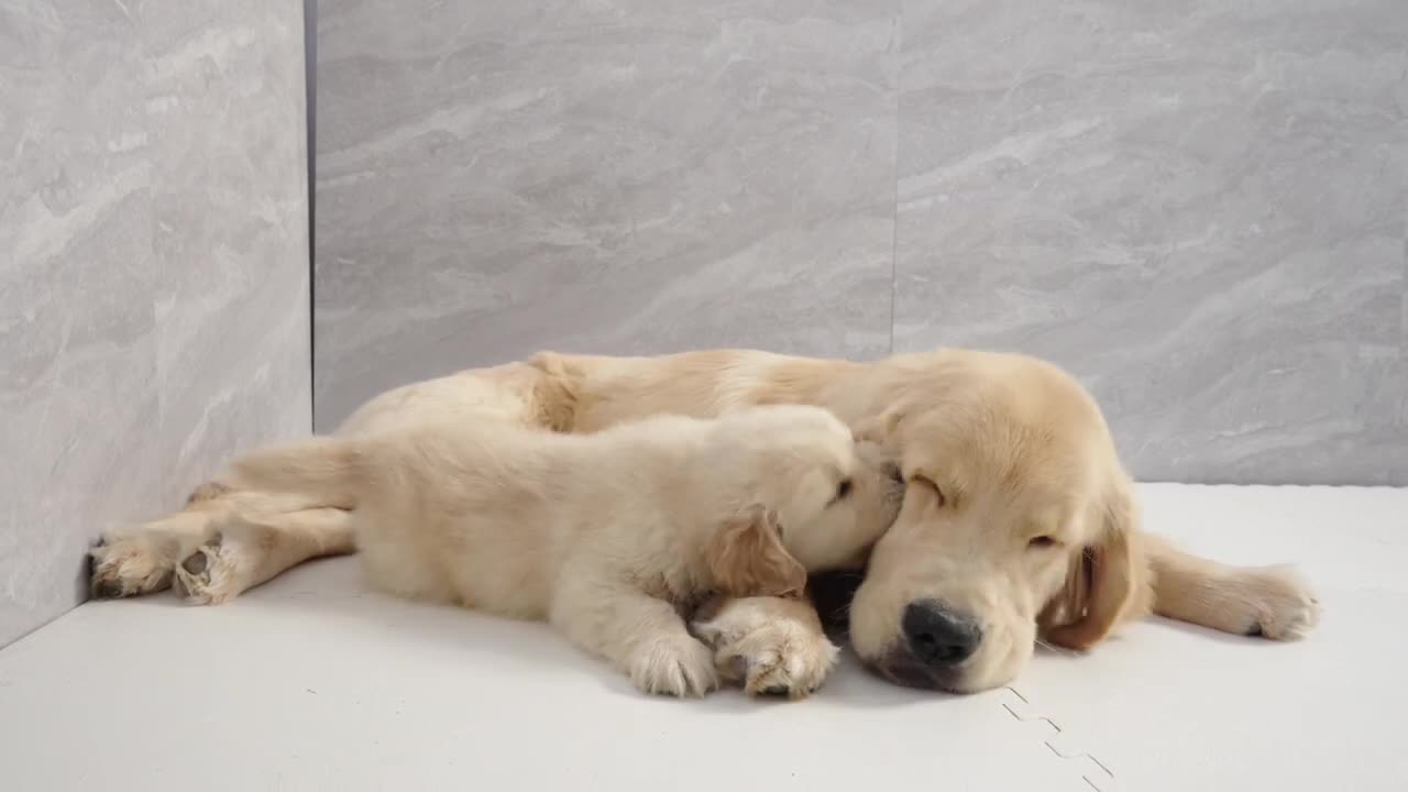 The Wonderful Bond Between a Golden Retriever Puppy and His Brother