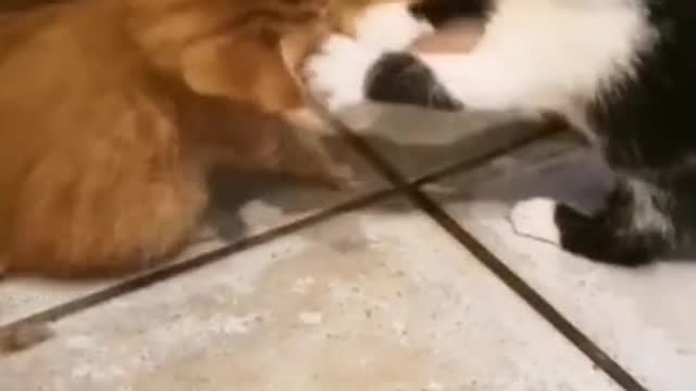 CAT FIGHTING WITH DOG FUNNY