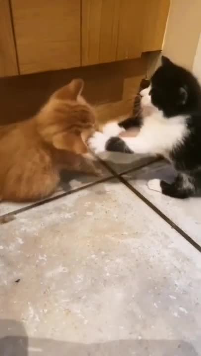 CAT FIGHTING WITH DOG FUNNY