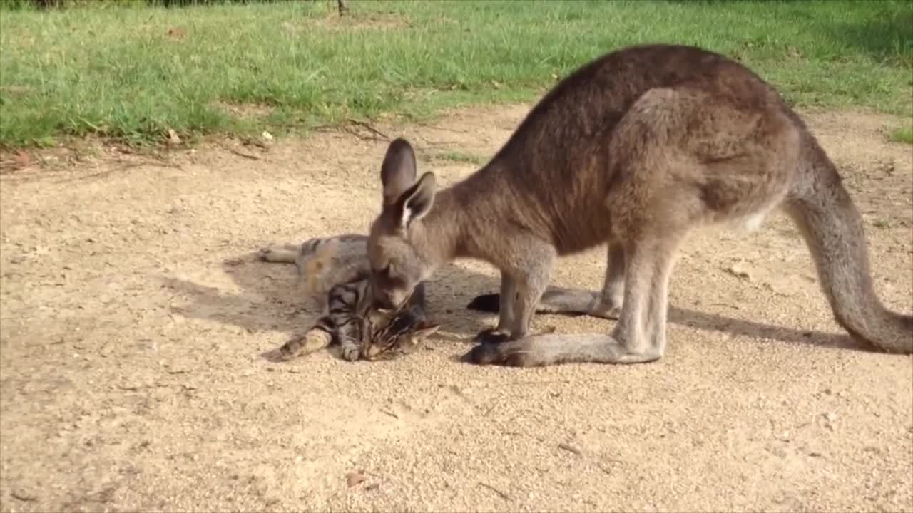 Friendly Kangaroo Tries to Befriend a Cute Cat