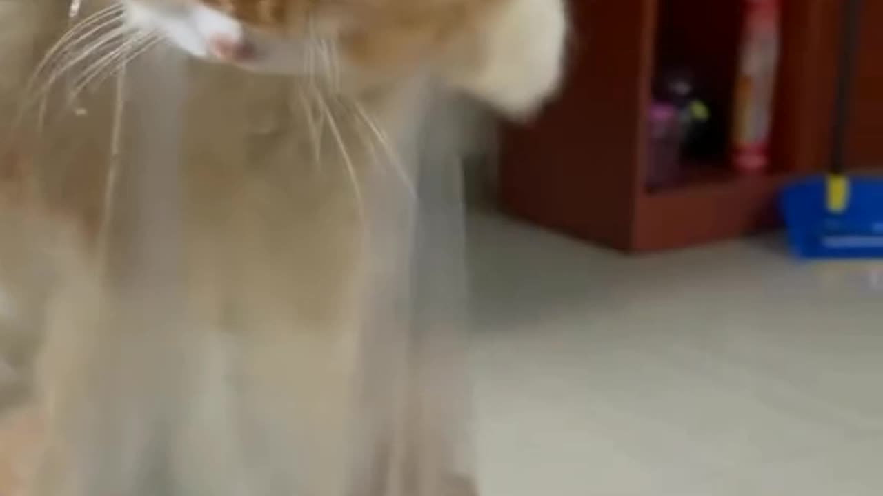 Animal Kucing Konyol