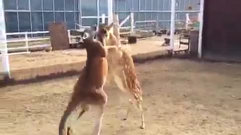 Funny Kangaroo boxing 👉👉👉 Join our group : Animals Life. Thank you so much ❤