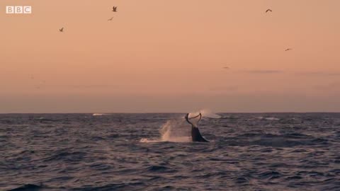 Beautiful whale feeding