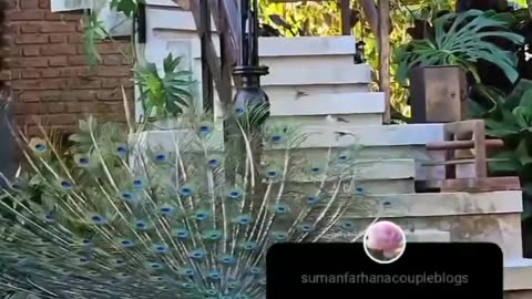 A color ful dance video of Peacock