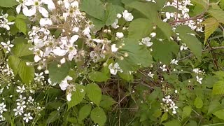 Blackberry Bush