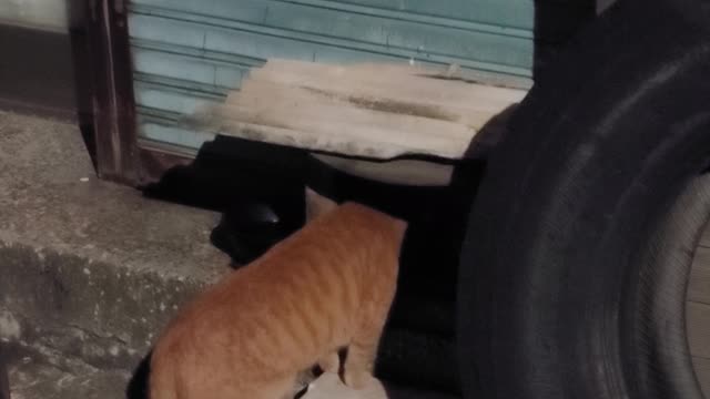 Street cat eating late at night