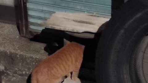 Street cat eating late at night