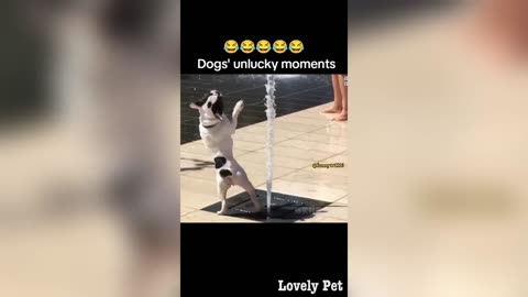 Trending Animal Funny videos