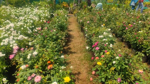 #flower garden