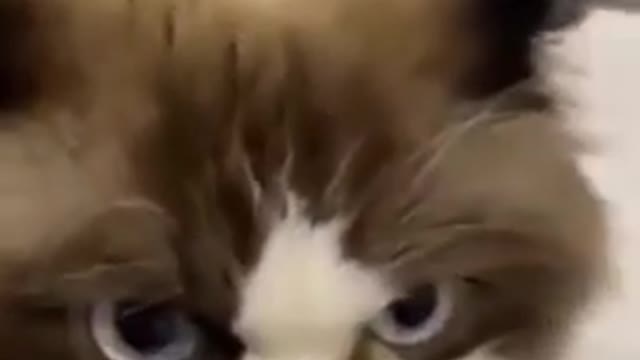 Baby Cats - Cute and Funny Cat Videos | Aww ... YouTube · Aww Animals ·