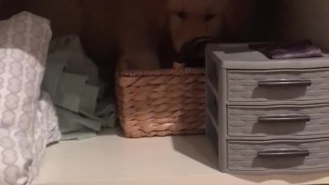 Yellow puppy hides in shelf behind blankets