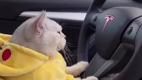 Cat drive a Car