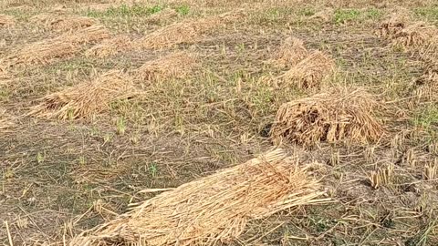 Paddy harvesting