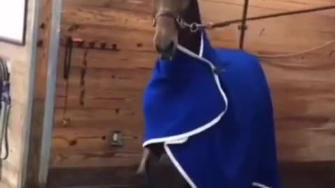 Try not to laugh funny animals dance #shorts
