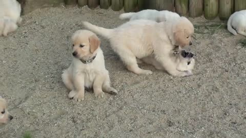 Funny and Cute golden retriever Puppies Compilation - Cutest Golden Puppy 2021