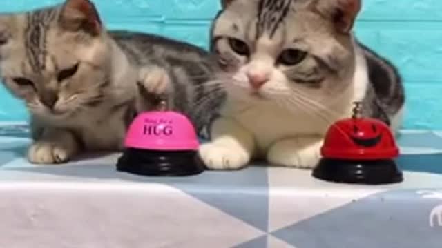 two very funny and clever cats