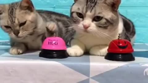 two very funny and clever cats