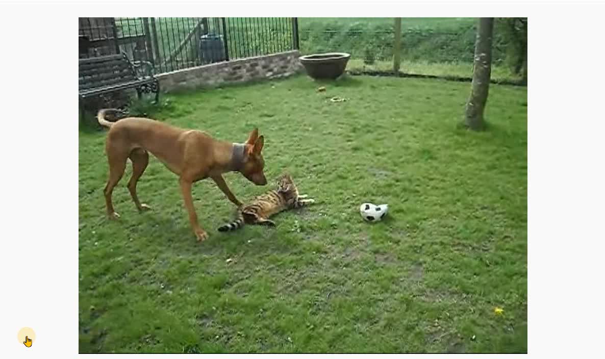 Cat playing with the dog.