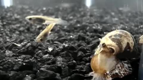 Cone snail - net hunter hunting for fish