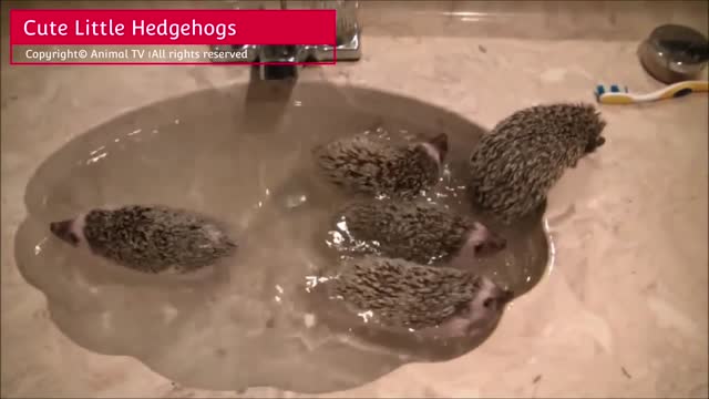 Cute Little Hedgehogs