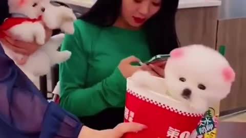 Most cute dog