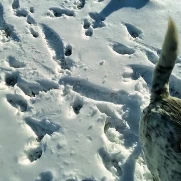 WATCH : Chihuahua Piggyback Rides With His Best Friend! 🐶❤️