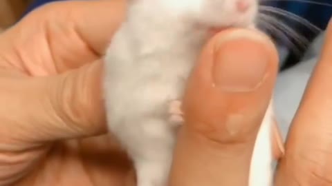 Baby hamster licking finger very adorable || must watch