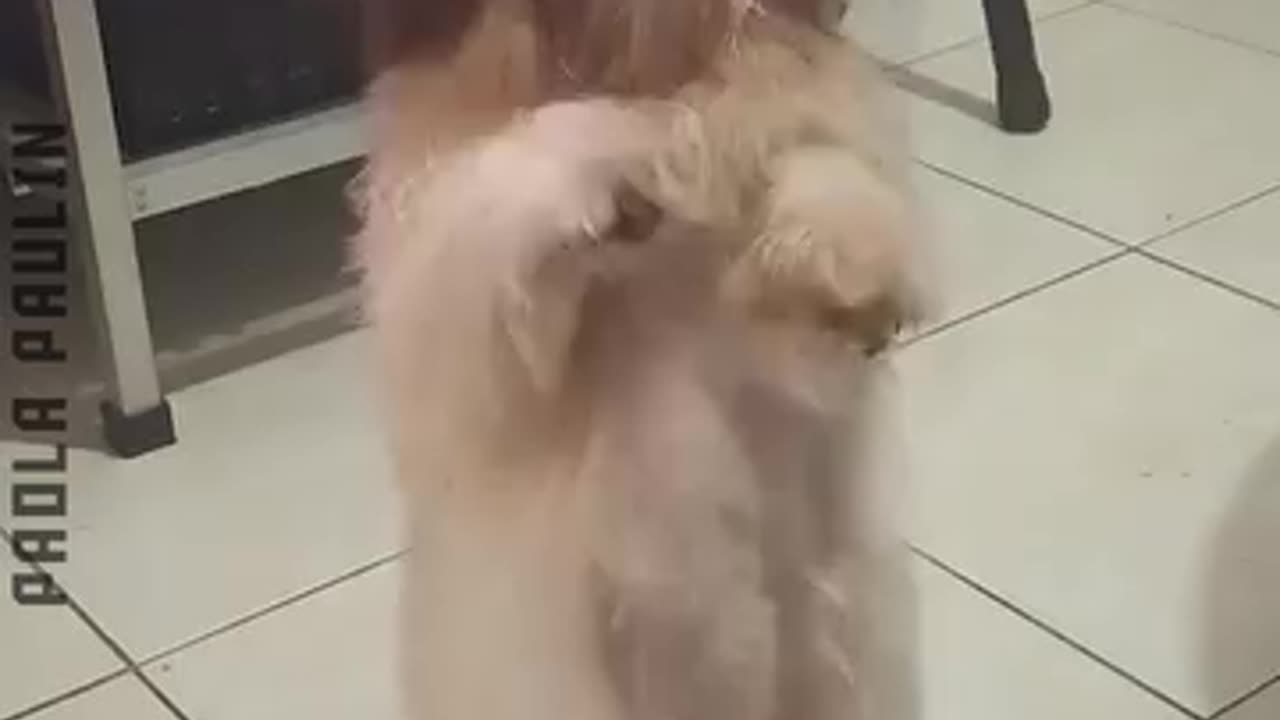 Funny animal