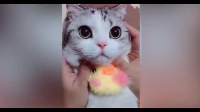 Funny cat video || funny seen of cat|| cat training