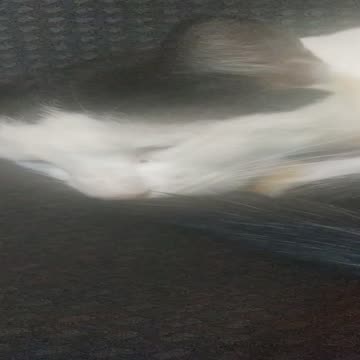 A cat in a deep sleep