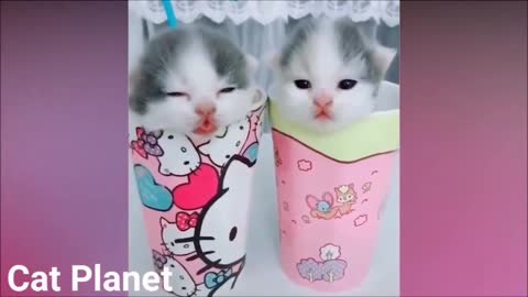 kittens puppies inside the cup