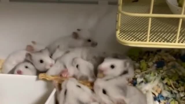 hamster drama